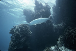 Tarpon Anegada, Swimming through the Coral Near St. Croix, United States Virgin Islands