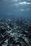 Eroded Coral Near St. Croix, United States Virgin Islands by John C. Ogden