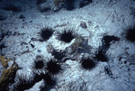 Sea Urchins Grouped Together on Reef Surface Near St. Croix, United States Virgin Islands