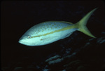 Yellow Goatfish, Swimming Near St. Croix, United States Virgin Islands by John C. Ogden