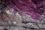 Purple Fish Eggs, Laid on Top of Coral Near St. Croix, United States Virgin Islands by John C. Ogden