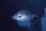 Gray Snapper Passing By Near St. Croix, United States Virgin Islands