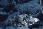 Scrawled File Fish Resting on Rocks Near St. Croix, United States Virgin Islands