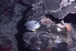 Foureye Butterflyfish Navigating through Coral Near St. Croix, United States Virgin Islands