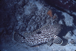 Spotted Trunkfish Turning Around a Piece of Coral Near St. Croix, United States Virgin Islands