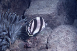 Banded and Foureye Butterflyfish Swimming Away from Coral Near St. Croix, United States Virgin Islands