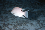 Sliver Porgy Swimming right above Sand Bed Near St. Croix, United States Virgin Islands