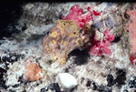 Sponge and Coral Near St. Croix, United States Virgin Islands