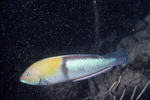 Neon Wrasse Swimming Near St. Croix, United States Virgin Islands by John C. Ogden