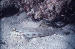 Goldspot Goby Resting on a Sandbed Near St. Croix, United States Virgin Islands