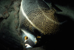 French Angel Fish Gliding Past Camera Near St. Croix, United States Virgin Islands, A