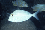 Calamus Porgy above Boulder Brain Coral Near St. Croix, United States Virgin Islands