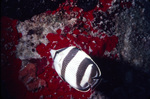 Striped Butterfly Fish Near St. Croix, United States Virgin Islands