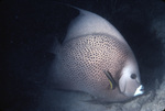 French Angel Fish Gliding Past Camera Near St. Croix, United States Virgin Islands, B