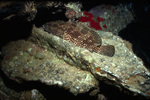 Greasy Rockcod Resting on Rock Near St. Croix, United States Virgin Islands