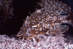 Grapetree Bay Sargassum Fish Near St. Croix, United States Virgin Islands