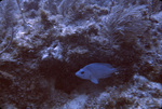 Blue Hamlet Fish and Doughtnut Sea Rod Coral Near St. Croix, United States Virgin Islands