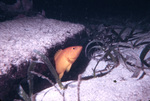 Coney Fish, Rocks, and Turtle Grass Near St. Croix, United States Virgin Islands