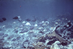 Ocean Surgeonfish and Sergant Major Fish Traveling together Near St. Croix, United States Virgin Islands