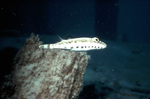 Bandtail Puffer Swimming Past Rocks Near St. Croix, United States Virgin Islands