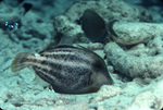 Honeycomb Filefish and Ocean Surgeonfish Near St. Croix, United States Virgin Islands