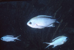 Flagfin Mojarra Swimming in Three's Near St. Croix, United States Virgin Islands