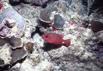 Glasseye Snapper, in Coral Reef Near St. Croix, United States Virgin Islands