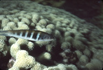 Bluehead Wrasse Fish and Boulder Star Coral Near St. Croix,  United Stats Virgin Islands