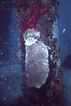 Sergeant Major Passing Coral Near St. Croix, United States Virgin Islands