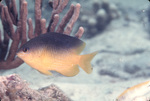 Cocoa Damselfish and Spilt Pore Sea Rods Coral Near St. Croix, United States Virgin Islands