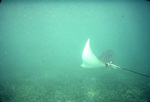 Spotted Eagle Ray, gliding above the turtle grass Near St. Croix, United States Virgin Islands