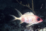 Squirrelfish Swimming Near St. Croix, United States Virgin Islands