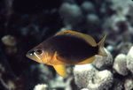 Golden Hamlet Swimming above Coral Near St. Croix, United States Virgin Islands