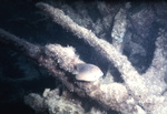 Spot Damsel Fish and Knobby Sea Rods Near St. Croix, United States Virgin Islands