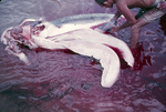 Person Analyzing a Dead Shark Near St. Croix, United States Virgin Islands