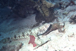 Sand Diver and Red Diver Fish, on Sand Bed Near St. Croix, United States Virgin Islands