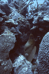 Green Moray Eel Nearby Boulder Star Coral, Yellow Sea Whip Coral, and Mustard Hill Coral Near St. Croix, United States Virgin Islands