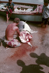 Group Analyzing a Washed up Dead Shark Near St. Croix, United States Virgin Islands