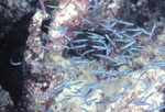 School of Round Herring Near St. Croix, United States Virgin Islands