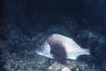 Black Margate Near St. Croix, United States Virgin Islands