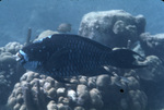 Midnight Parrotfish and Knobby Brain Coral Near St. Croix, United States Virgin Islands