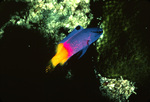 Royal Gramma Swimming Near St. Croix, United States Virgin Islands