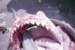 A Dead and Injured Shark, Washed up onto Shore Near St. Croix, United States Virgin Islands