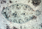 Peacock Flounder Camoflauing with Sand Bed Near St. Croix, United States Virgin Islands