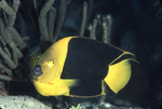 Rock Beauty, Swimming Nearby Black Sea Rod and Grooved Brain Coral Near United States Virgin Islands by John C. Ogden