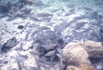 School of Parrotfish Near St. Croix, United States Virgin Islands