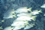 Schoolmaster Snapper Fish Following each other Near St. Croix, United States Virgin Islands