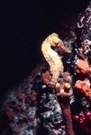 Slender Seahorse Curling Around a piece of Coral Near United States Virgin Islands by John C. Ogden