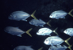 Horse-Eye Jack Traveling Together Near United States Virgin Islands by John C. Ogden