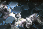 Blue Tang Navigating in and out of Coral Near St. Croix, United States Virgin Islands